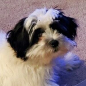 Meet your Posher, Colby jack